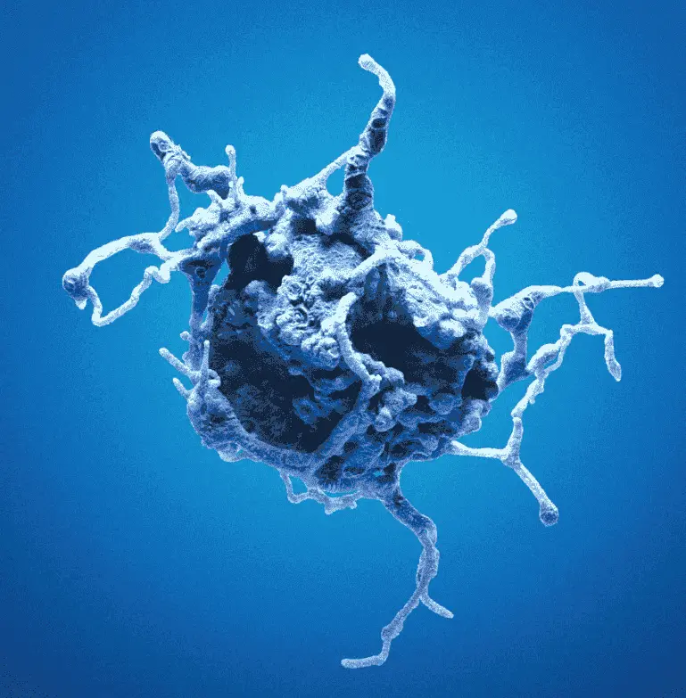 [MA-CHO-HER2] CHO-HER2 Cells