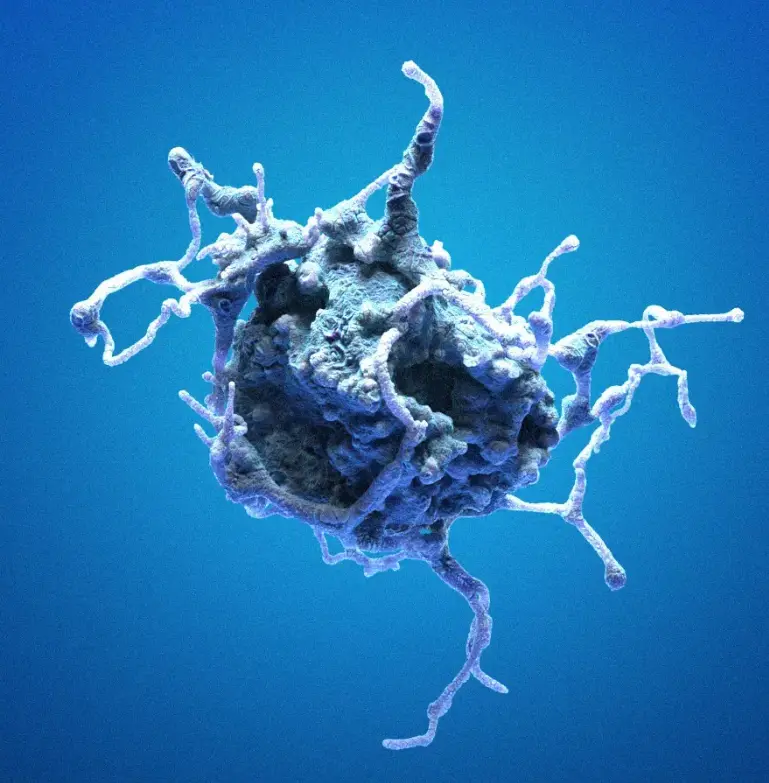 [MA-Hep-56.1C] Hep-56.1C Cells