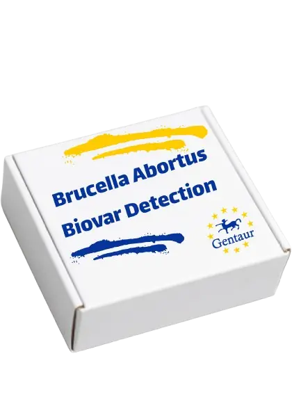 ELISA  Recombinant Brucella abortus biovar 1 Immunogenic membrane protein YajC(yajC)